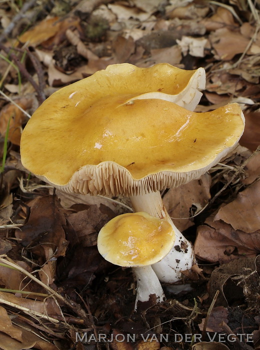 Gele galgordijnzwam - Cortinarius vibratilis